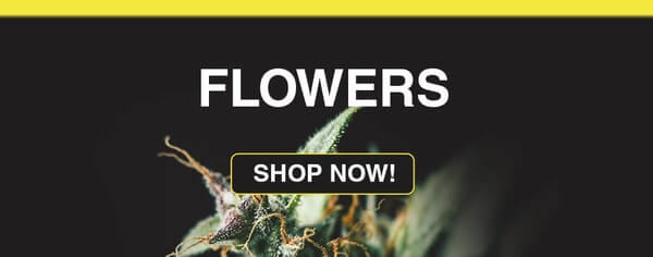 Cannabis