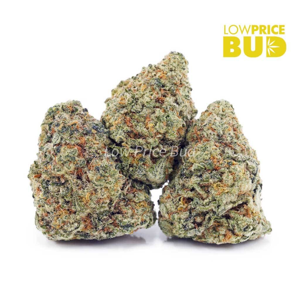 white-skunk-aaaa
