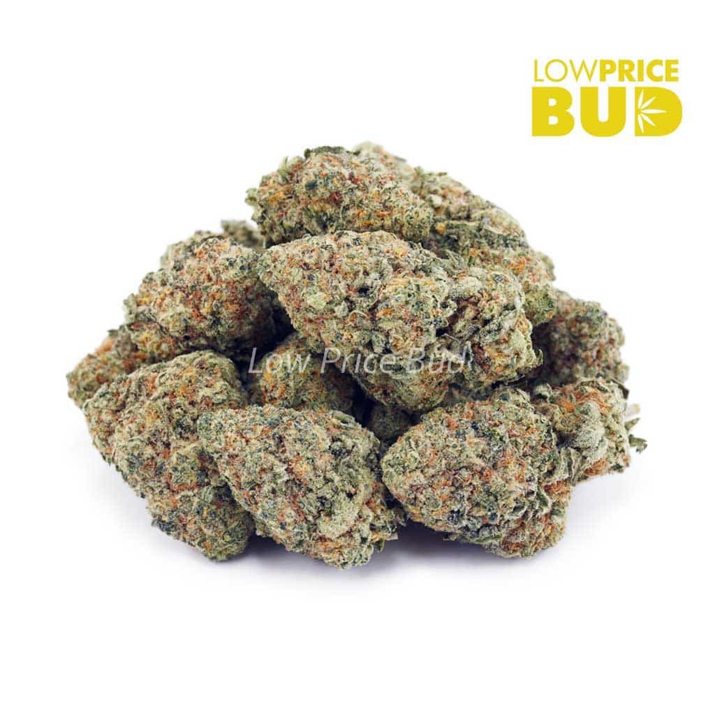 white-skunk-aaaa - Image 2