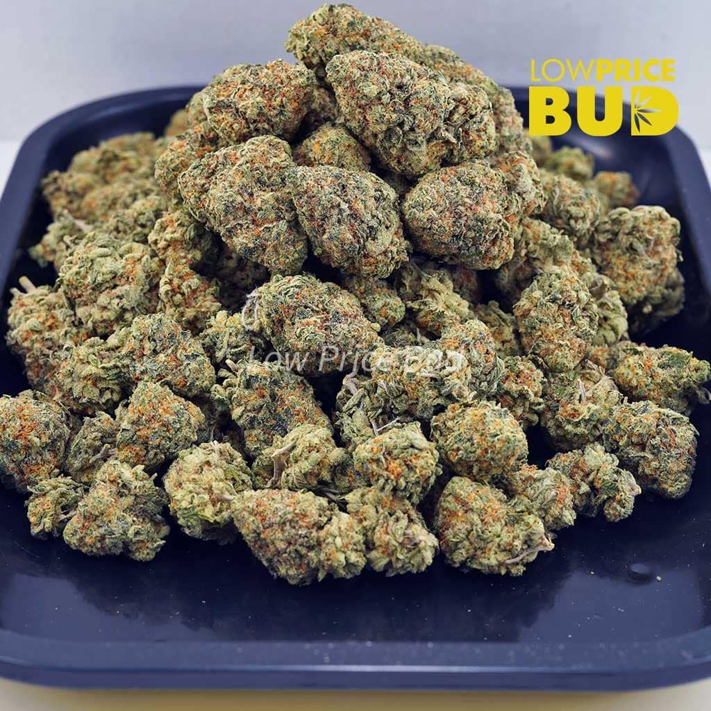 white-skunk-aaaa - Image 3